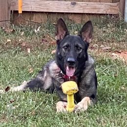 Ivy - German Shepherd