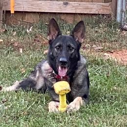 Ivy - German Shepherd