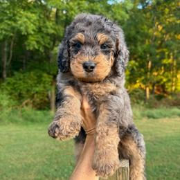 Linguini - Blue merle male Bernedoodle puppy in Macon County, North Carolina from Mountain Doodles