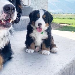 Bernese Mountain Dog Puppies from Red Bridge Berners