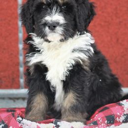Bernedoodle Puppies from Richardville Hunde
