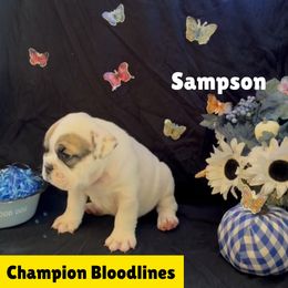 Sampson - White male Bulldog puppy in Tremonton, Utah from Snuggle Pups