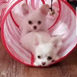 Chihuahua Puppies from Lucky Star Chihuahuas