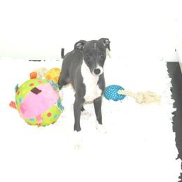 Milania Female 1 - Blue female Italian Greyhound puppy in Sparta Tn And Caryville Fl, Tennessee from Summerwind Kennel
