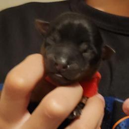 Ruby - Black and tan female Yorkshire Terrier puppy in Castleton, New York from Jennifer's Yorkies