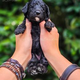 Zora - Black and white female Aussiedoodle puppy in Centreville, Mississippi from Trin's Designer Doodles