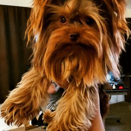 Ozzy - Yorkshire Terrier