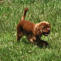 Purple collared girl - Ruby female Cavalier King Charles Spaniel puppy in Manchester, New Hampshire from Evergreen Cavaliers