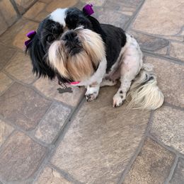 CHITA ROSE - Shih Tzu