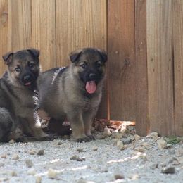 German Shepherd Puppies from Austin’s German Shepherd’s