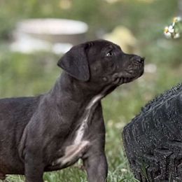 Catahoula Leopard Dog Puppies from 7Sins catahoulas