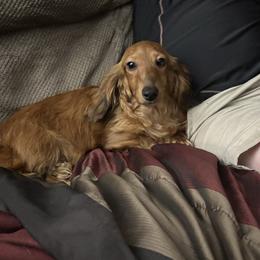 Dachshund puppies from Southern Sweetheart Kennels