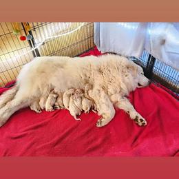 Prospect Pyrs Noruega Vikings Collection - White male Great Pyrenees puppy in Trinidad, Colorado from Prospect Pyrenees
