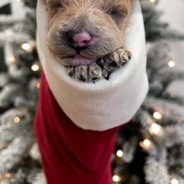 Cavapoo Puppies from SoCal Cavapoos