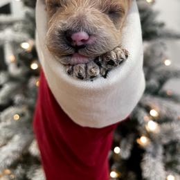 Cavapoo Puppies from SoCal Cavapoos
