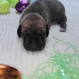 Clover - Fawn female Great Dane puppy in Albany, Oregon from Red Cloud Australian Shepherds and DeGray Great Danes & Bulldogs