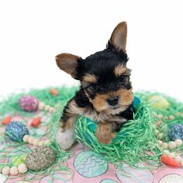Yorkshire Terrier Puppies from Korrtina Grover
