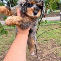 Ocean - Merle female Cavapoo puppy in Austin, Texas from Doodles of Central Texas