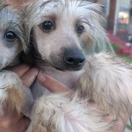 DaoDog  Negroni  Newest Taste - Sable male Chinese Crested puppy in Highland Park, Michigan from Family Kennel Dao Dog