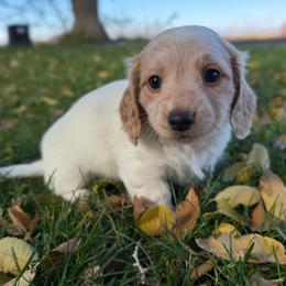 Girl 3 - Piebald female Dachshund puppy in Terreton, Idaho from BM Mini Doxies