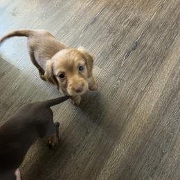 Dachshund Puppies from Johnson’s Weiner Farm