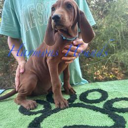 Dusty - Red male Redbone Coonhound puppy in Mount Pleasant, Texas from Harmons Hounds
