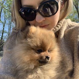 Pomeranian Puppies from Halo Poms