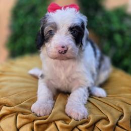 Buttercup - Merle female Goldendoodle puppy in Decatur, Tennessee from Diamond's Doodles