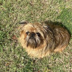 Brussels Griffon All Grown Up from Lavish Griffons