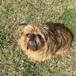 Brussels Griffon All Grown Up from Lavish Griffons