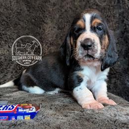 Snickers - Black brown and white female Basset Hound puppy in Talbotton, Georgia from Southern City Bassets