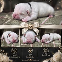 Black collar - Cream male French Bulldog puppy in Polk City, Florida from Best Friend Frenchies, LLC