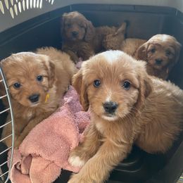 Cavalier King Charles Spaniel, Cavapoo, and Poodle Puppies from Red Skye Cavaliers and Cavapoos