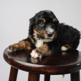 Snow - Tri-color female Bernedoodle puppy in Glendale, Arizona from Arizona Bernedoodles