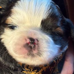 Boy 3 Honey - Gold and white male Shih Tzu puppy in Madras, Oregon from Maridee’s ShihTzu