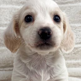 Dachshund Puppies from Chilidog Dachshunds