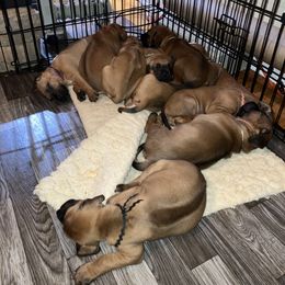 Rhodesian Ridgeback Puppies from Sky Ridge