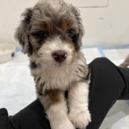 Aussiedoodle, Bernedoodle, Goldendoodle, and Poodle Puppies from Teddy Doodles & Standard Poodles