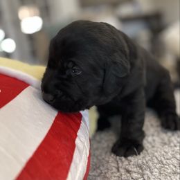 Regent (Blue collar) - Black male Labrador Retriever puppy in Grand Saline, Texas from Castle Hills Labradors