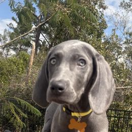 Weimaraner All Grown Up from Deltona Oasis