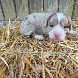 Red Merle male - Red merle male Aussiedoodle puppy in Hillsboro, Illinois from Shoal Creek Puppies