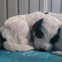 Bernedoodle Puppies from Daisy's Doodles