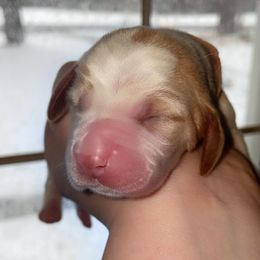 Pink Collar - Red and white female Basset Hound puppy in Callao, Virginia from Walk The Line Basset Hounds