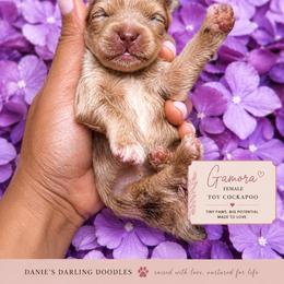Girl 1 - Merle female Cockapoo puppy in Otisville, Michigan from Danie’s Darling Doodles LLC