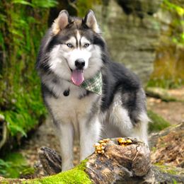 Finley - Siberian Husky