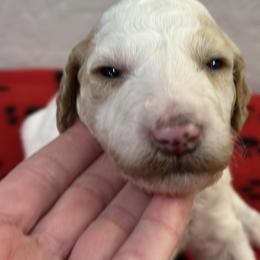 Dottie - Parti female Poodle puppy in Chino Valley, Arizona from Whiskey Row Royals