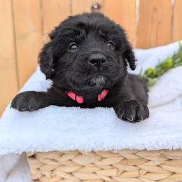 Pink collar - Black and white female Aussiedoodle puppy in Coulee City, Washington from Mr and Mrs Doodle Farm