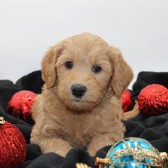 Wally the Great - Gold male Australian Cobberdog puppy in Bellingham, Minnesota from Whispering Prairie Australian Cobberdog