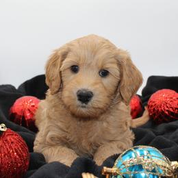 Wally the Great - Gold male Australian Cobberdog puppy in Bellingham, Minnesota from Whispering Prairie Australian Cobberdog