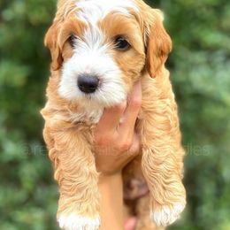 Goldendoodle Puppies from Red Barn Mission Farm